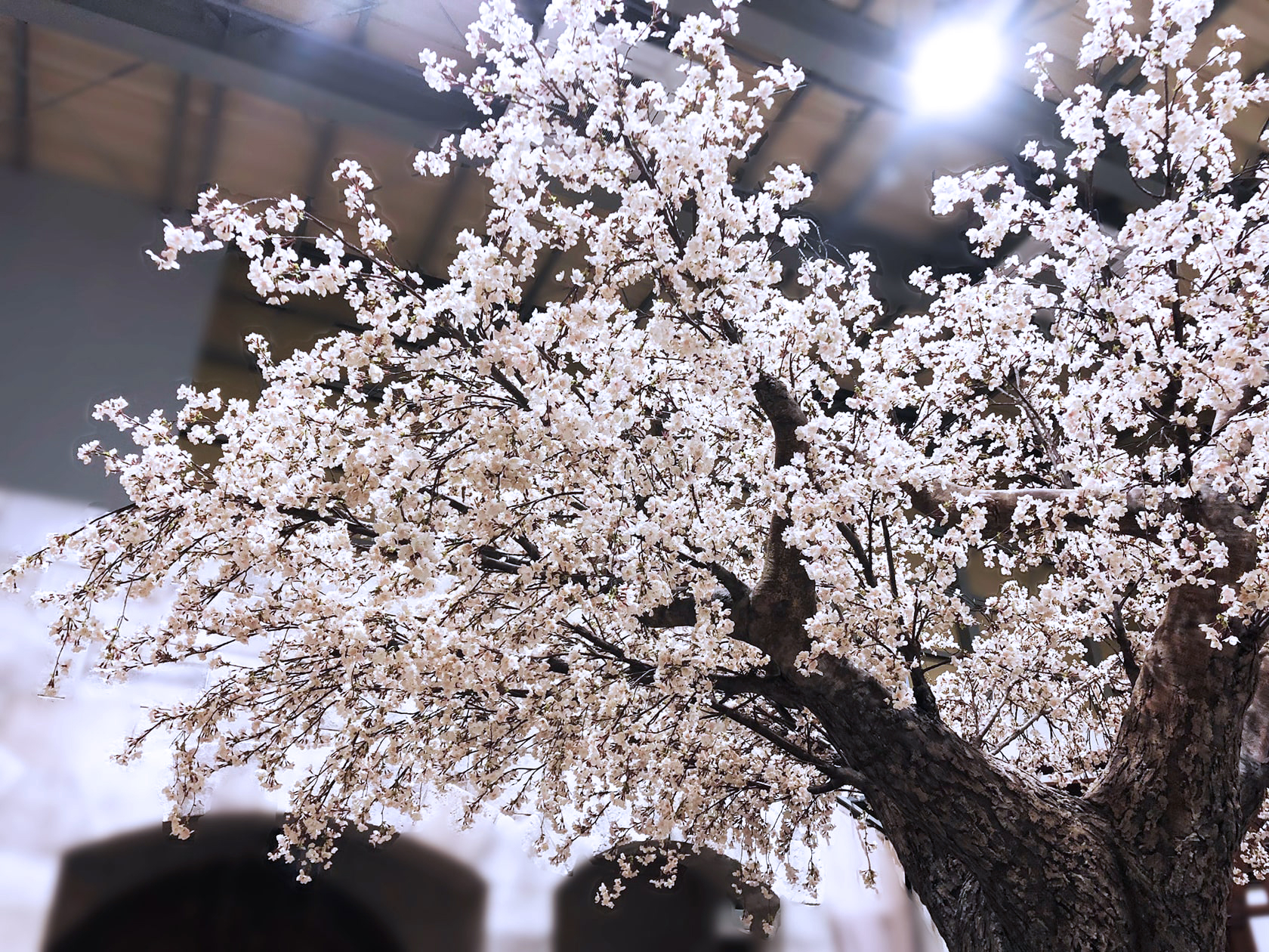桜の花の広がりと幹の質感