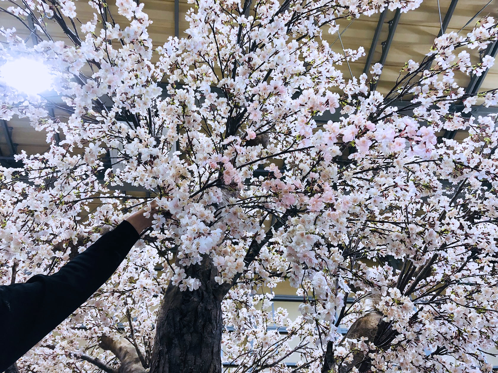 標準仕様の花の色味にピンク色の花をあてがう