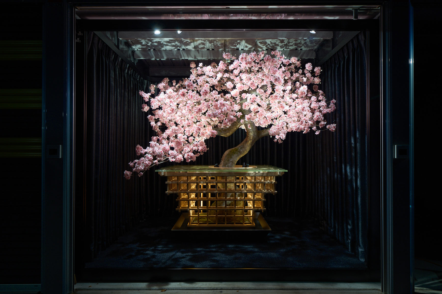 展示中 開花 ボタン桜 